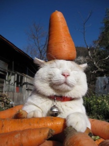 carrot_cat_smile1